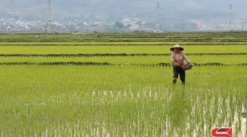 تخصيص منطقة متكاملة لزراعة الأرز العضوي في مقاطعة فو ين الفيتنامية